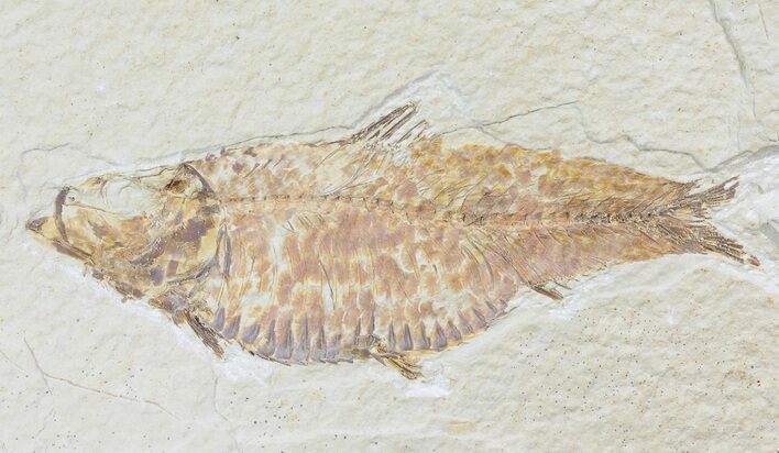 Bargain, Knightia Fossil Fish - Wyoming #74128
